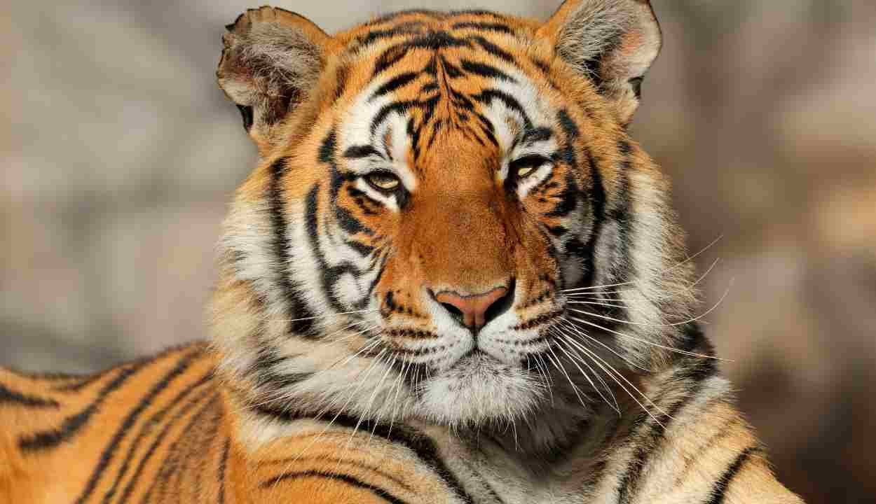 Royal Tiger Safari Tour
